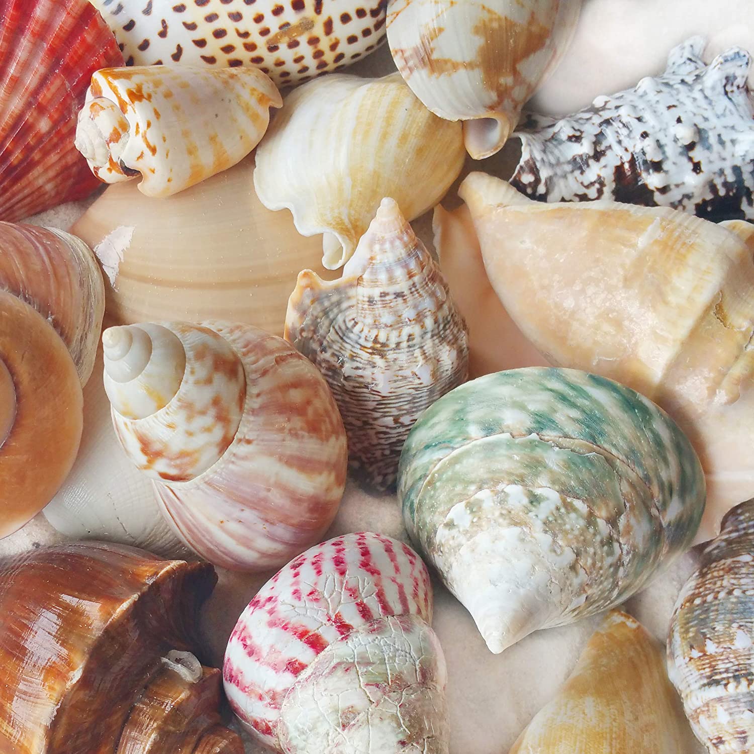 Shell Assortment
