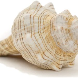Rare Conch
